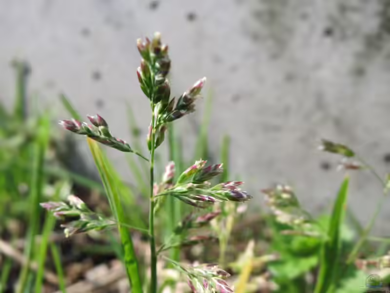 Poa annua im Garten pflanzen (Einrichtungsbeispiele mit Einjähriges Rispengras)