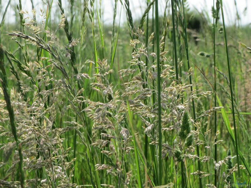 Poa pratensis im Garten pflanzen (Einrichtungsbeispiele mit Wiesen-Rispengras)