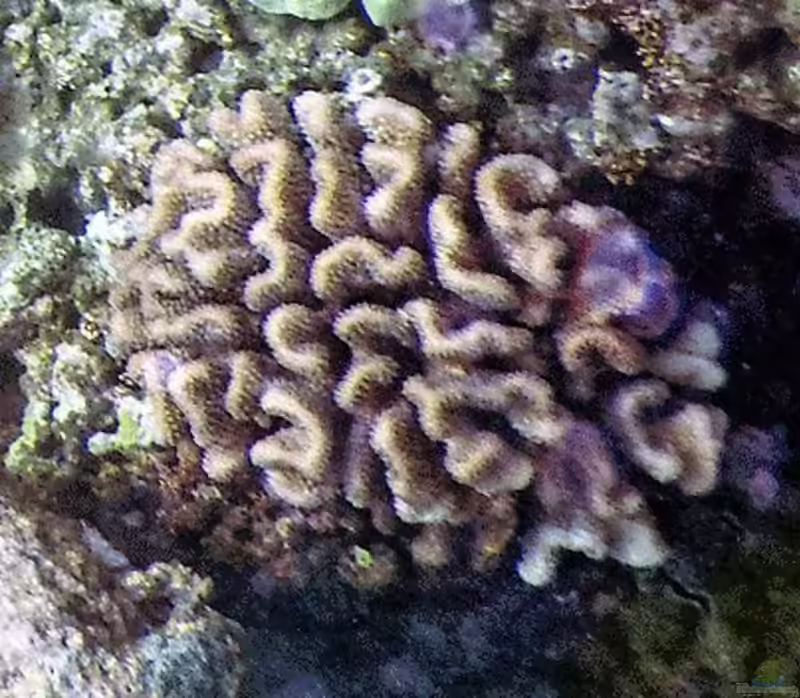 Pocillopora ligulata im Aquarium halten (Einrichtungsbeispiele für Hawaiianische Blumenkohlkoralle)