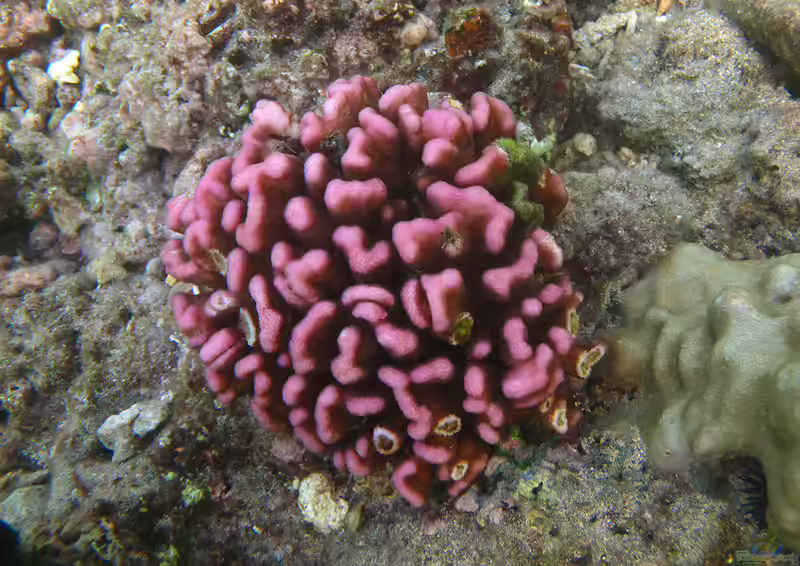 Pocillopora meandrina im Aquarium halten (Einrichtungsbeispiele für Kleinpolypige Steinkoralle)