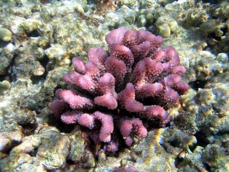 Steinkorallen der Gattung Pocillopora (Einrichtungsbeispiele mit Pocillopora)