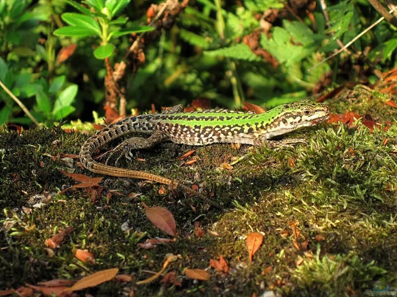 Podarcis siculus im Terrarium halten (Einrichtungsbeispiele mit Ruineneidechsen)