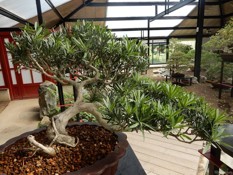 Podocarpus macrophyllus im Garten pflanzen (Einrichtungsbeispiele mit Großblättrige Steineiben)