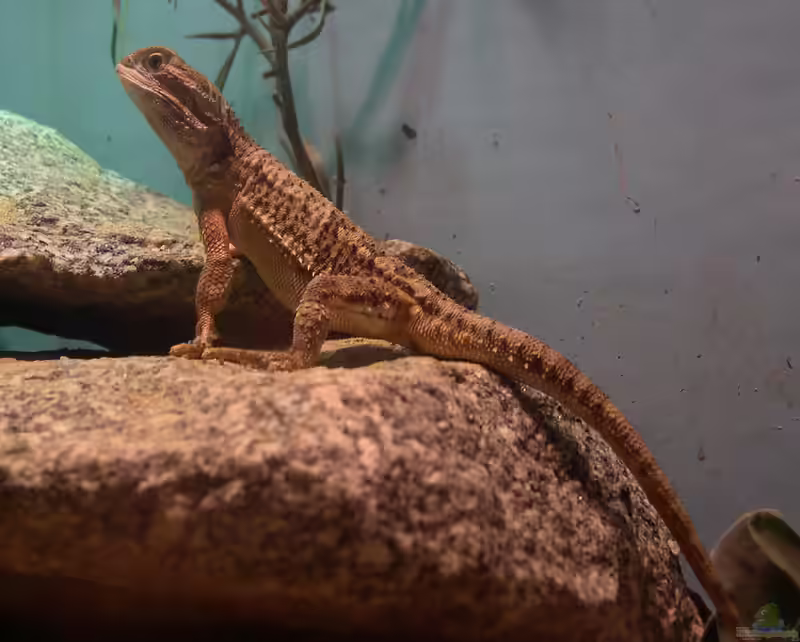 Pogona henrylawsoni im Terrarium halten (Einrichtungsbeispiele für Zwergbartagamen)