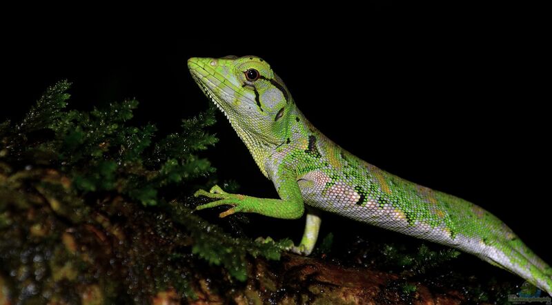 Polychrus marmoratus im Terrarium halten (Einrichtungsbeispiele für Marmorierte Baumsteiger)