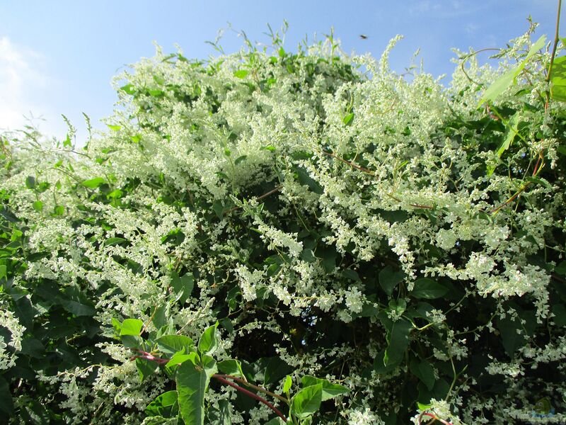 Polygonum aubertii im Garten pflanzen (Einrichtungsbeispiele mit Schlingknöterich)