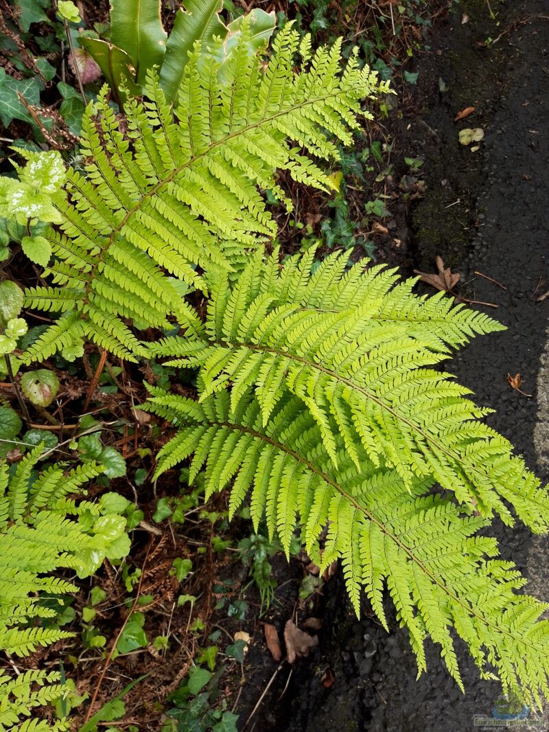 Polystichum setiferum am Gartenteich pflanzen (Einrichtungsbeispiele mit Grannen-Schildfarn)