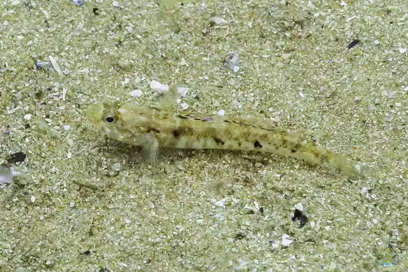 Pomatoschistus pictus im Aquarium halten (Einrichtungsbeispiele für Gefleckte Sandgrundel)