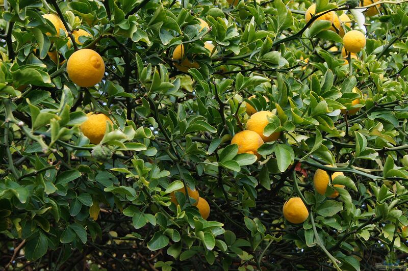 Poncirus trifoliata im Garten pflanzen (Einrichtungsbeispiele mit Dreiblättrige Orange)