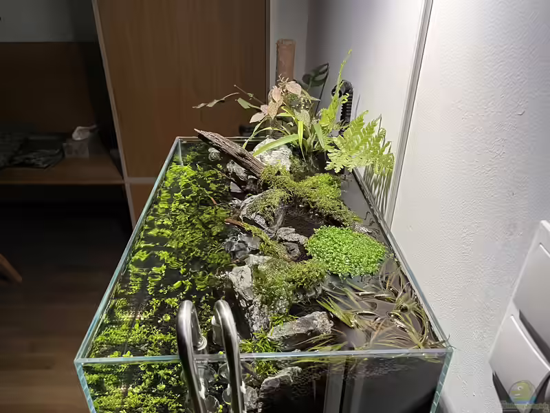 Ein Poolaquarium einrichten (Einrichtungsbeispiele für Aquarien ohne Querstreben)