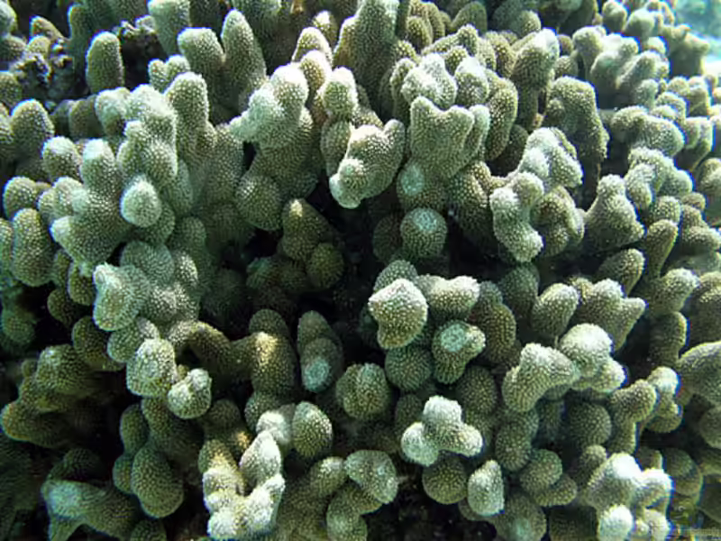 Porites annae im Aquarium halten (Einrichtungsbeispiele für Kleinpolypige Steinkoralle)