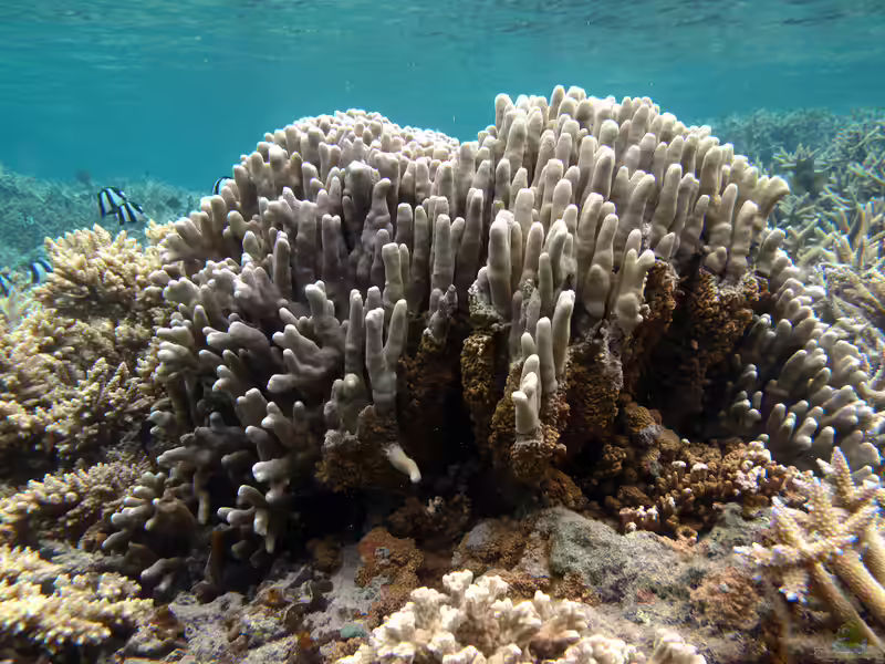 Porites compressa im Aquarium halten (Einrichtungsbeispiele für Kleinpolypige Steinkoralle)