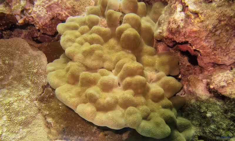 Porites evermanni im Aquarium halten (Einrichtungsbeispiele für Kleinpolypige Steinkoralle)