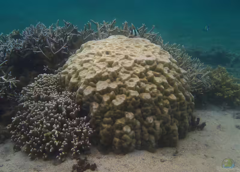 Porites lobata im Aquarium halten (Einrichtungsbeispiele für Kleinpolypige Steinkoralle)