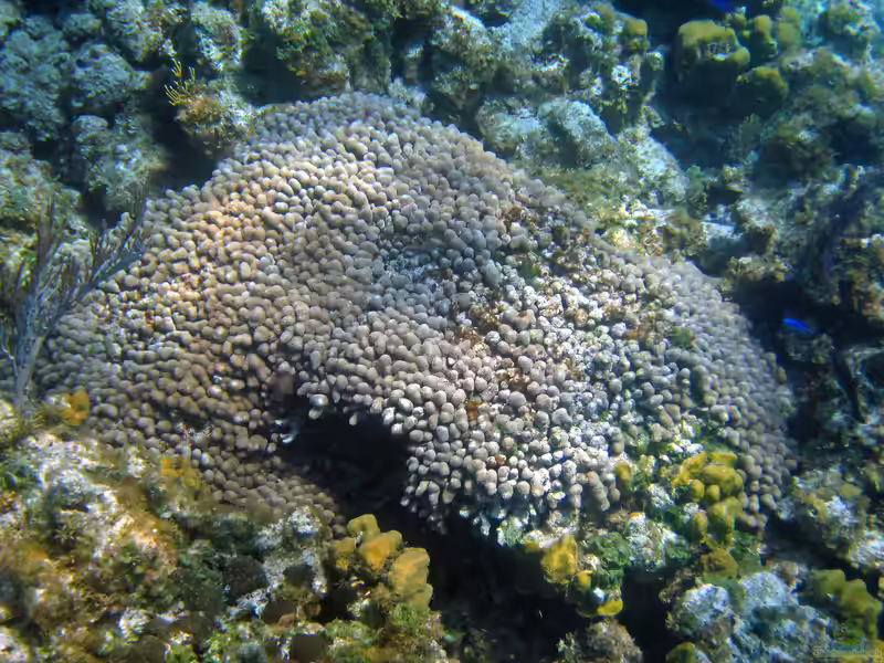 Porites porites im Aquarium halten (Einrichtungsbeispiele für Kleinpolypige Steinkoralle)