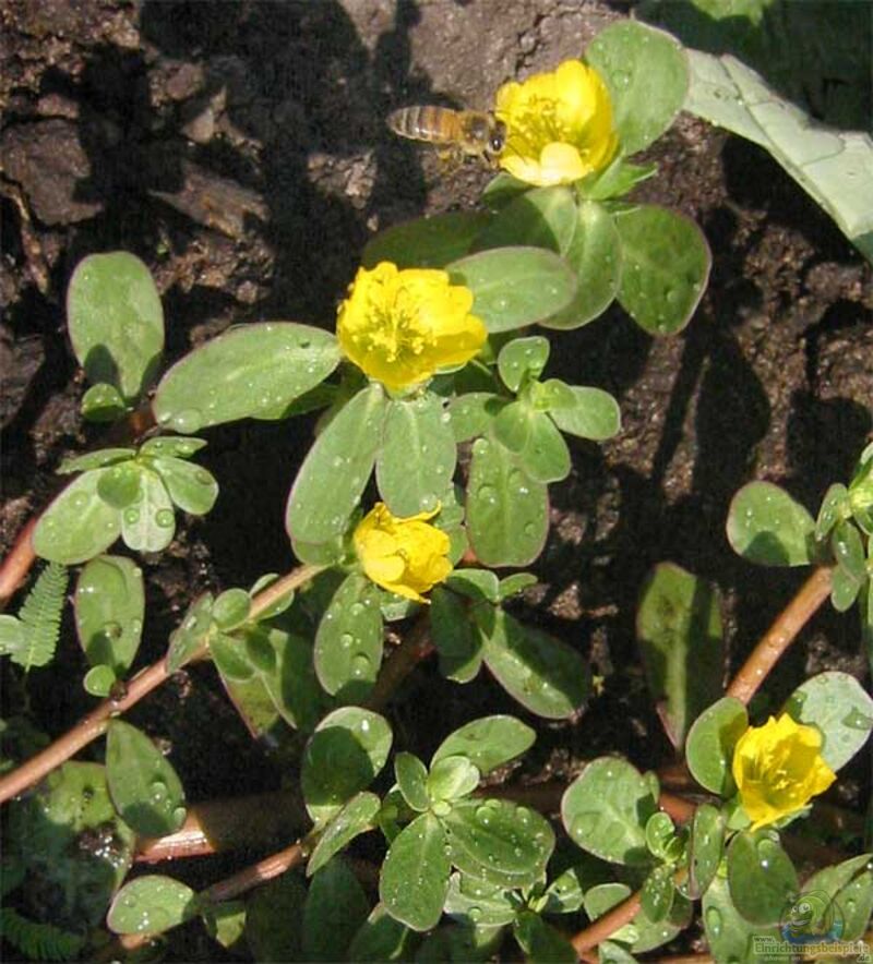 Portulaca oleracea im Garten pflanzen (Einrichtungsbeispiele mit Portulak)