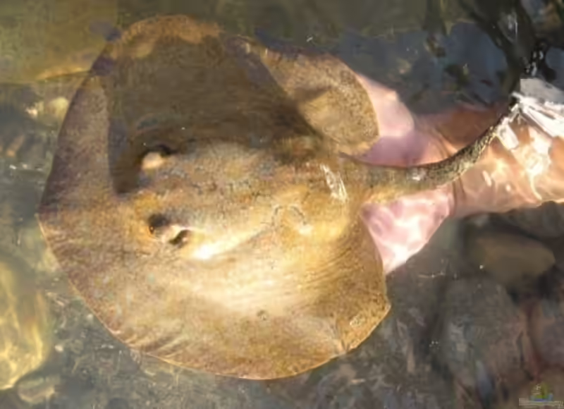 Potamotrygon magdalenae im Aquarium halten (Einrichtungsbeispiele für Potamotrygon magdalenae)