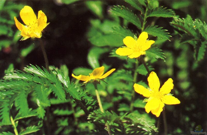 Potentilla anserina im Garten pflanzen (Einrichtungsbeispiele mit Gänsefingerkraut)