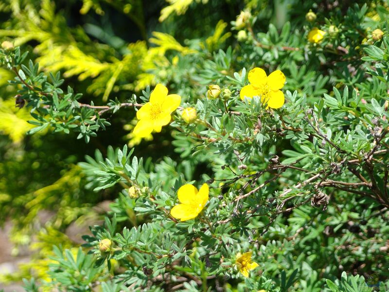 Potentilla fruticosa im Garten pflanzen (Einrichtungsbeispiele mit Fingerstrauch)