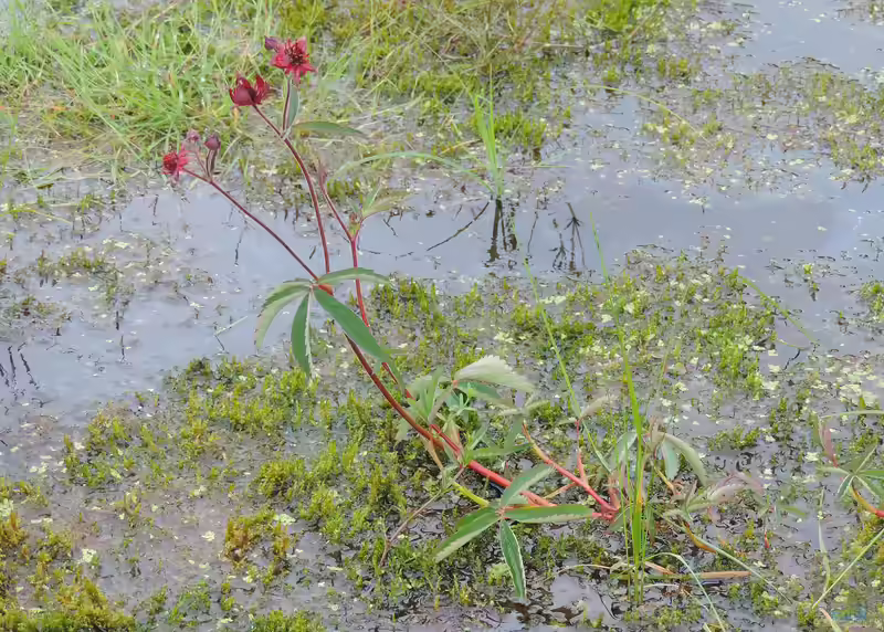 Potentilla palustris am Gartenteich (Einrichtungsbeispiele mit Sumpf-Fingerkraut)