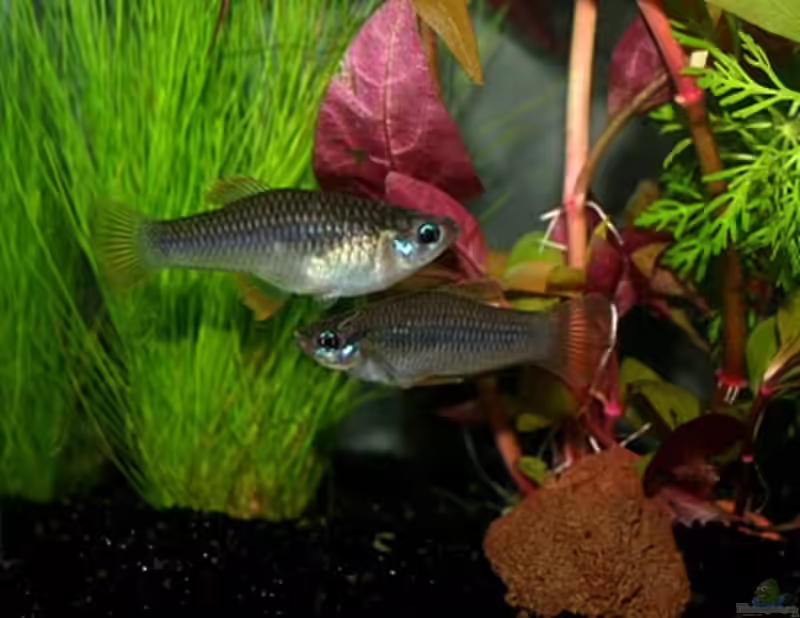 Priapella olmecae im Aquarium halten (Einrichtungsbeispiele für Olmekenkärpfling)