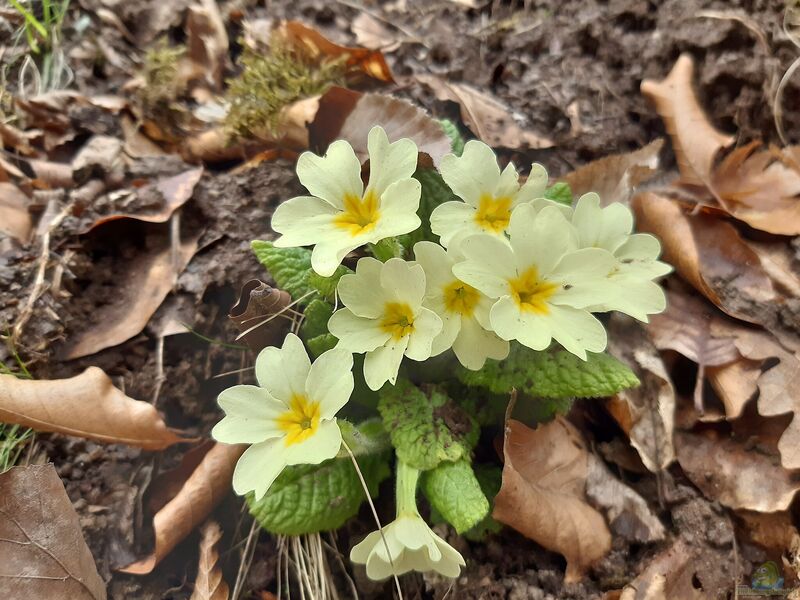 Primula vulgaris im Garten pflanzen (Einrichtungsbeispiele mit Stängellose Schlüsselblume)