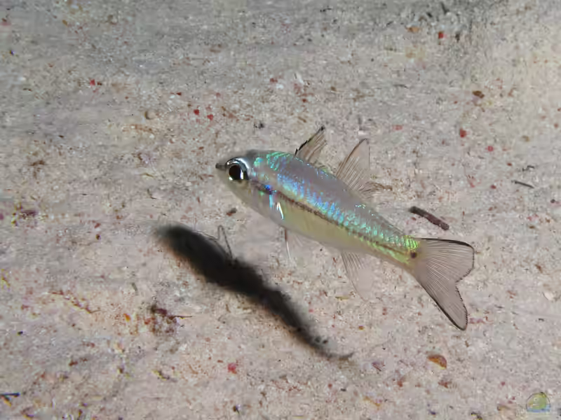 Pristiapogon exostigma im Aquarium halten (Einrichtungsbeispiele für Augenschatten-Kardinalbarsch)