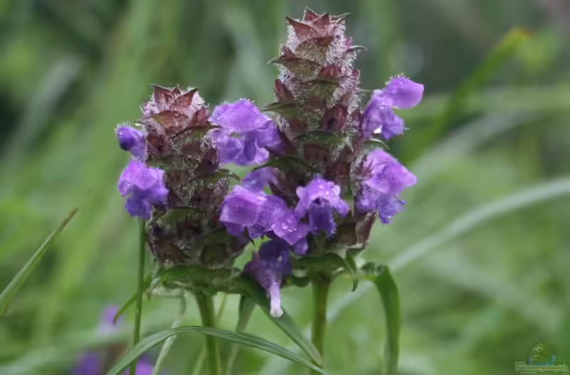 Prunella vulgaris im Garten pflanzen (Einrichtungsbeispiele mit Kleine Braunelle)