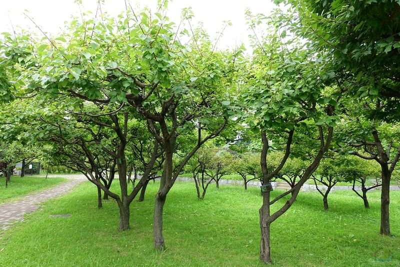 Prunus armenica im Garten pflanzen (Einrichtungsbeispiele mit Aprikose)