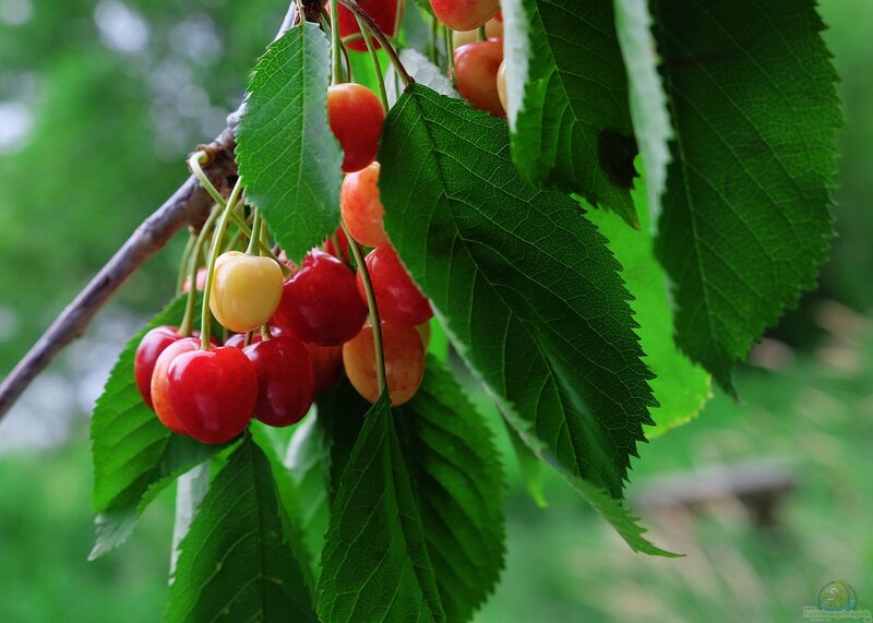 Prunus avium im Garten pflanzen (Einrichtungsbeispiele mit Vogelkirsche)