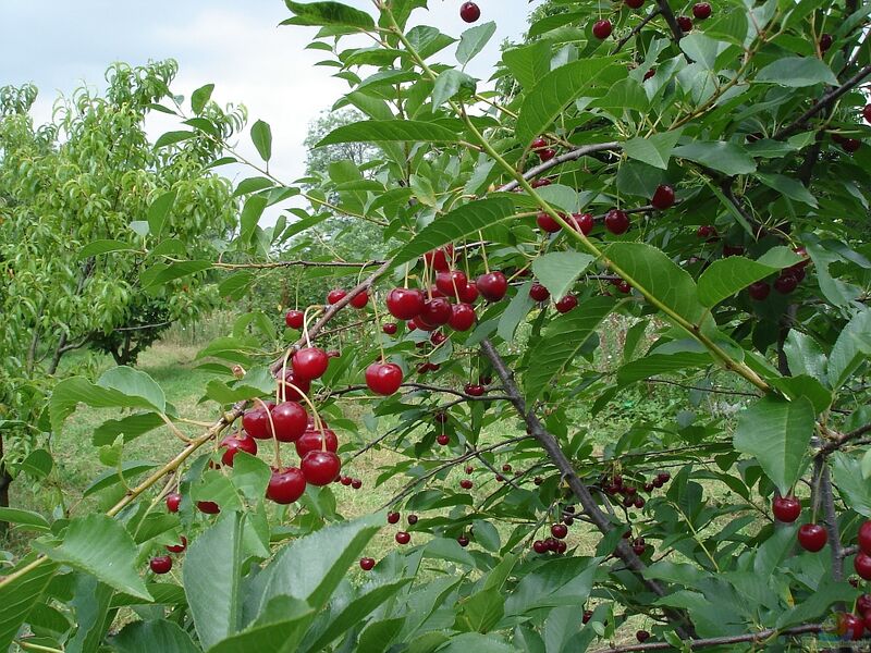 Prunus cerasus im Garten pflanzen (Einrichtungsbeispiele mit Sauerkirsche)