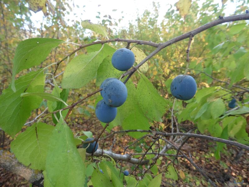 Prunus domestica im Garten pflanzen (Einrichtungsbeispiele mit Pflaume)