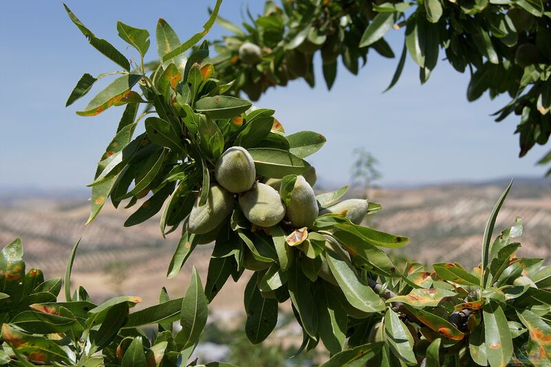 Prunus dulcis im Garten pflanzen (Einrichtungsbeispiele mit Mandel)