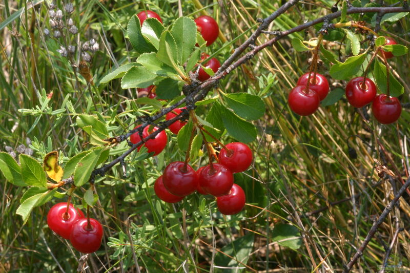 Prunus fruticosa im Garten pflanzen (Einrichtungsbeispiele mit Zwerg-Kirsche)