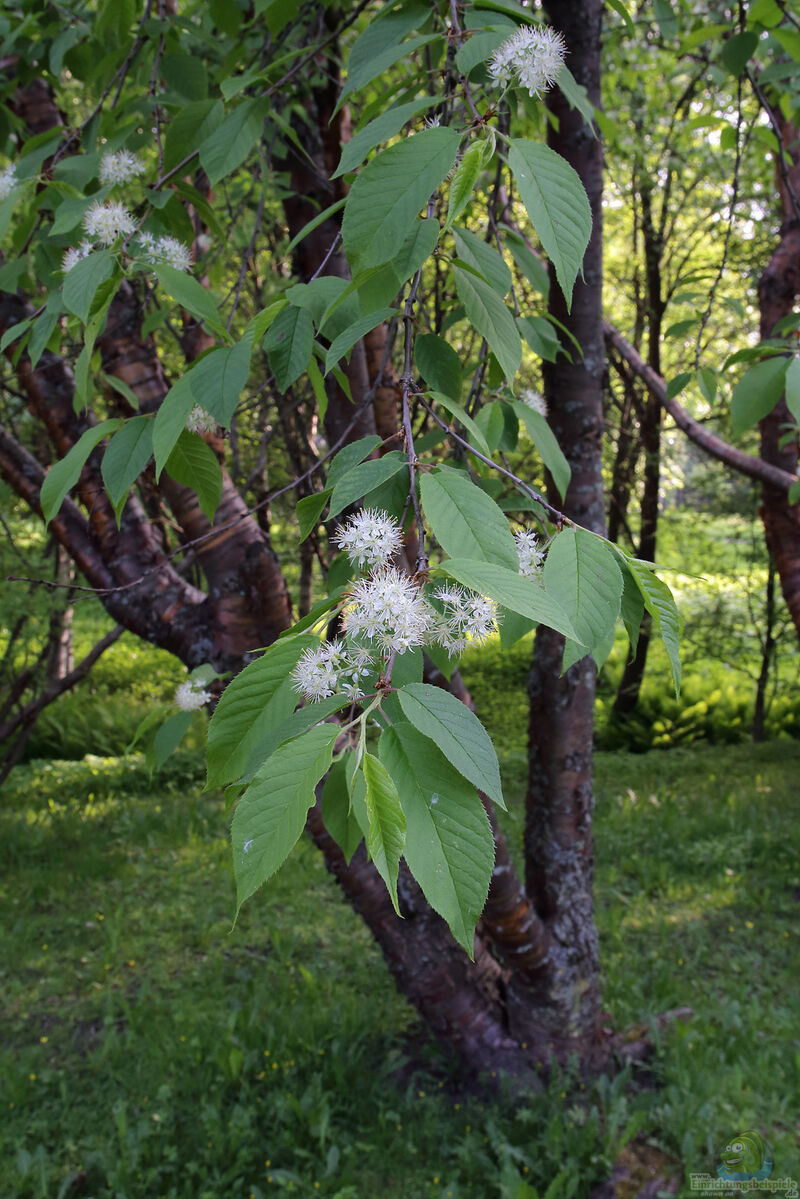 Prunus maackii im Garten pflanzen (Einrichtungsbeispiele mit Amur-Kirsche)