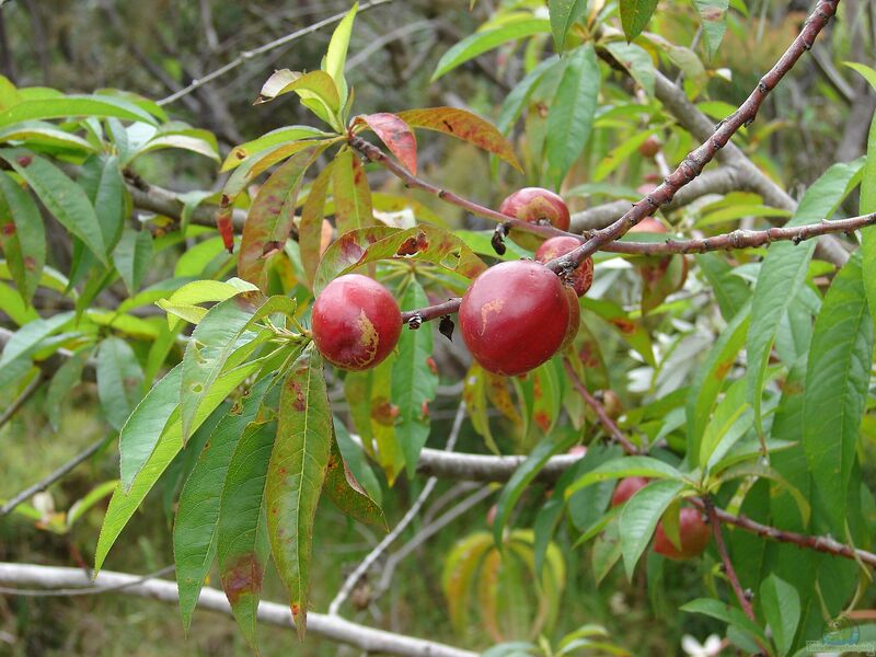 Prunus persica var. nucipersica im Garten pflanzen (Einrichtungsbeispiele mit Nektarine)