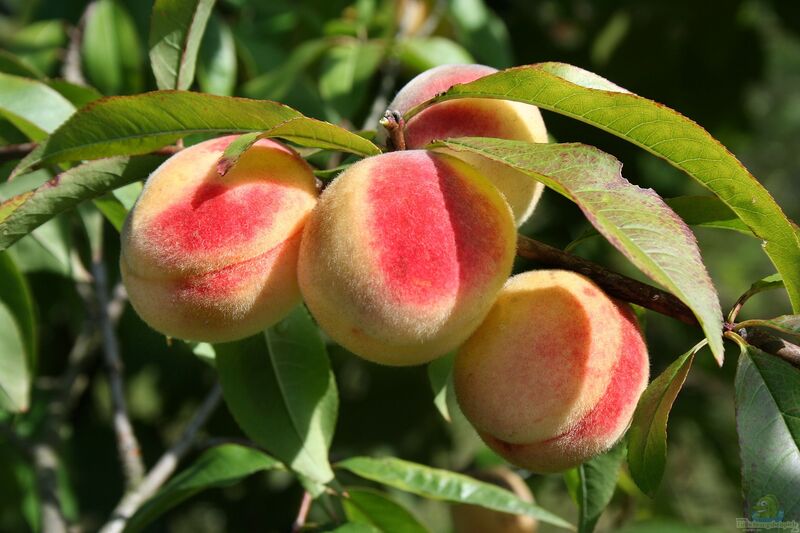 Prunus persica im Garten pflanzen (Einrichtungsbeispiele mit Pfirsich)