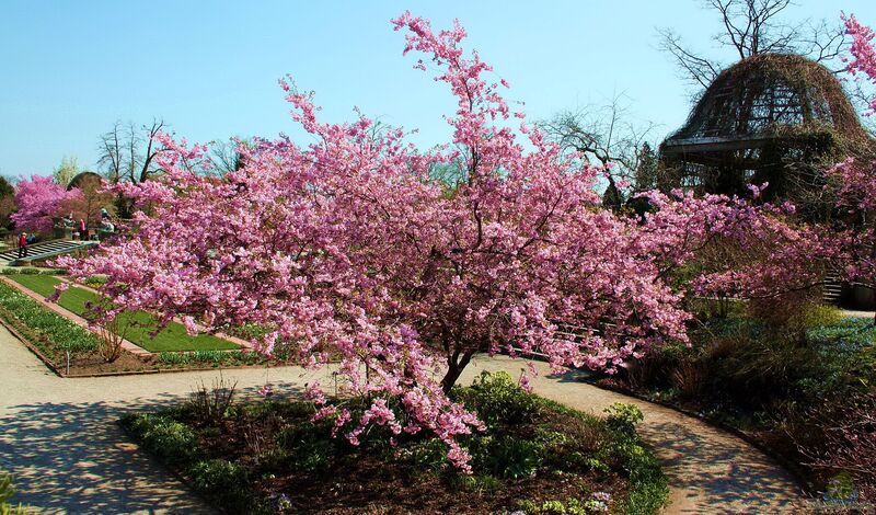 Prunus sargentii im Garten pflanzen (Einrichtungsbeispiele mit Berg-Kirsche)