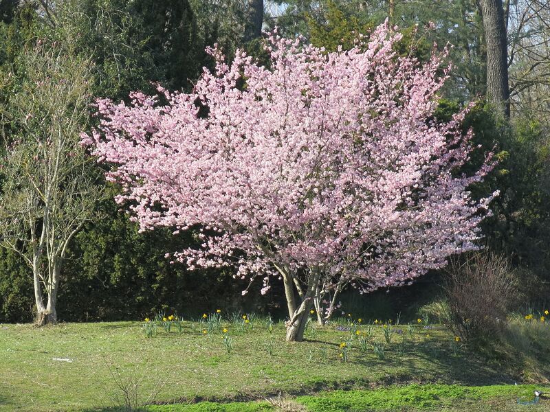 Prunus serrulata im Garten pflanzen (Einrichtungsbeispiele mit Japanische Blütenkirsche)