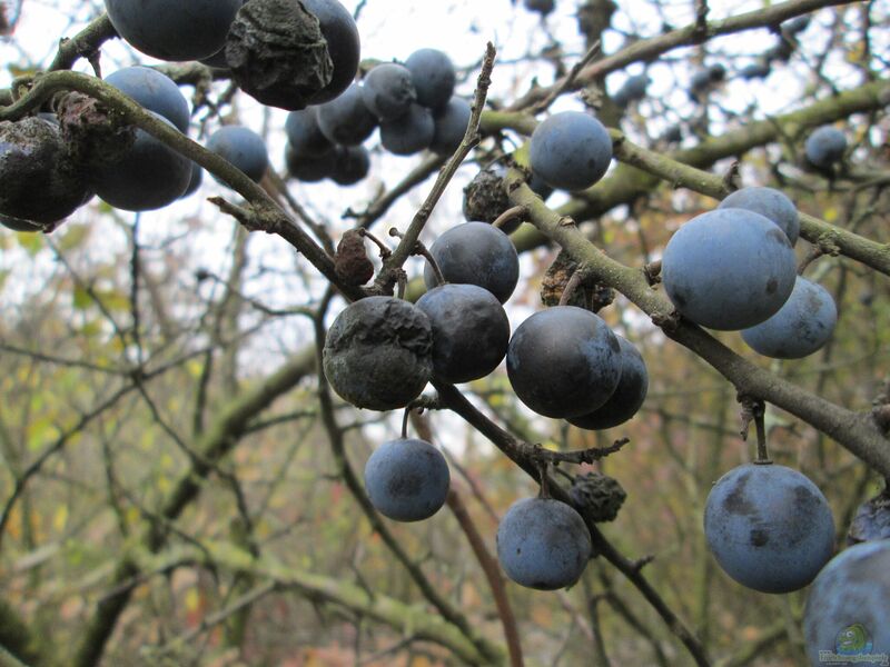 Prunus spinosa im Garten pflanzen (Einrichtungsbeispiele mit Schlehdorn)