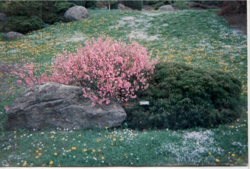 Prunus triloba im Garten pflanzen (Einrichtungsbeispiele mit Mandelbäumchen)