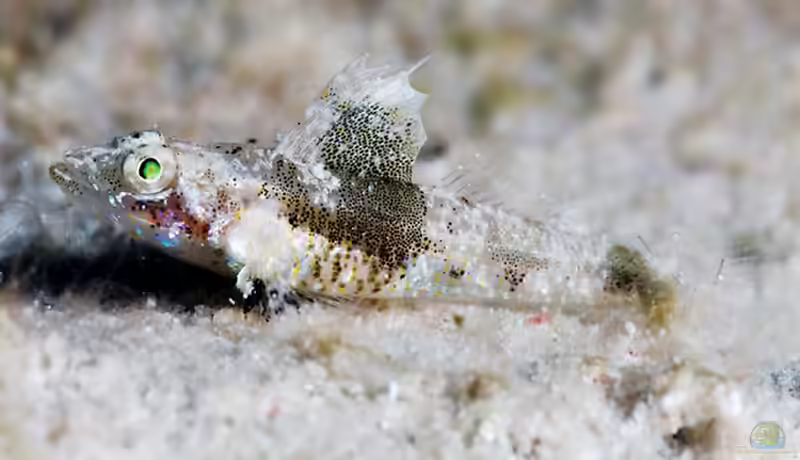 Psammogobius pisinnus im Aquarium halten (Einrichtungsbeispiele für Psammogobius pisinnus)