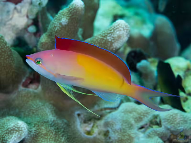 Pseudanthias dispar im Aquarium halten (Einrichtungsbeispiele für Sichel-Fahnenbarsch)
