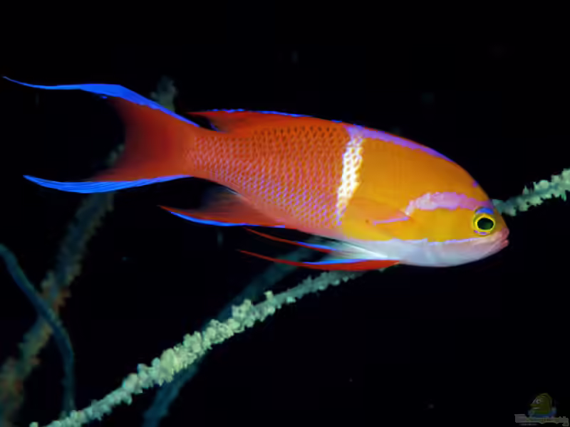 Pseudanthias leucozonus im Aquarium halten (Einrichtungsbeispiele für Weißstreifen-Fahnenbarsch)