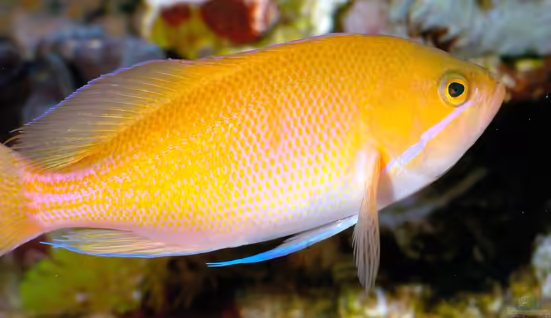 Pseudanthias marcia im Aquarium halten (Einrichtungsbeispiele für Marcias Fahnenbarsch)