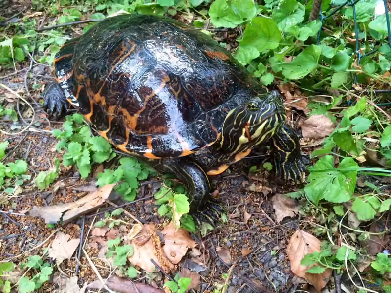 Pseudemys concinna concinna halten (Teichbeispiele für Hieroglyphen Schmuckschildkröte)