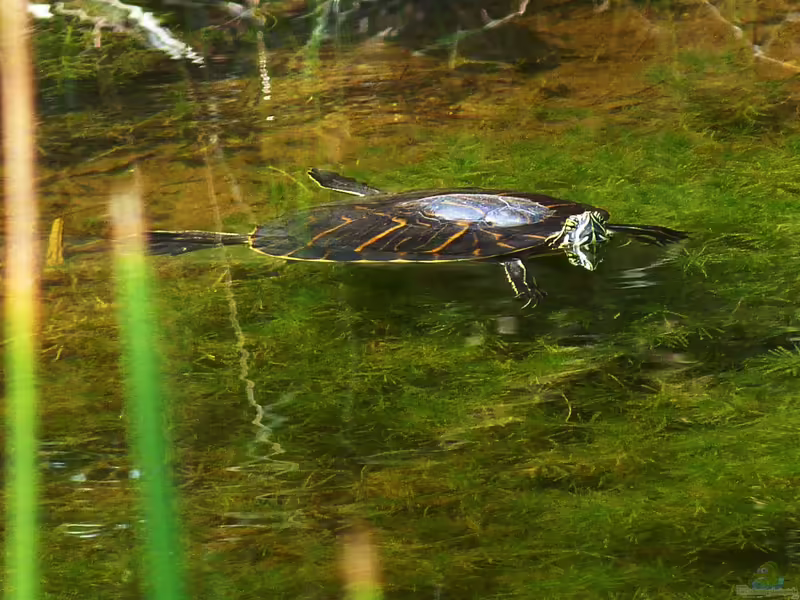 Pseudemys peninsularis halten (Einrichtungsbeispiele für Peninsula Schmuckschildkröte)