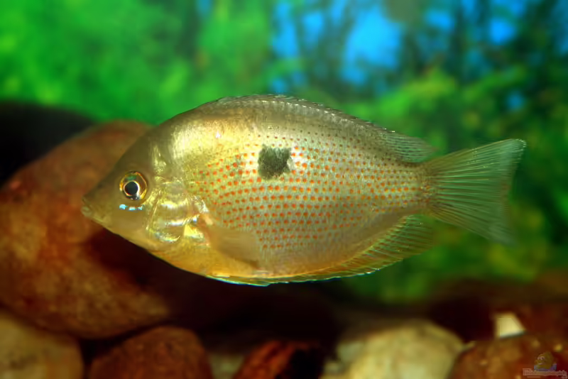 Pseudetroplus maculatus im Aquarium halten (Einrichtungsbeispiele für Indischer Buntbarsch)