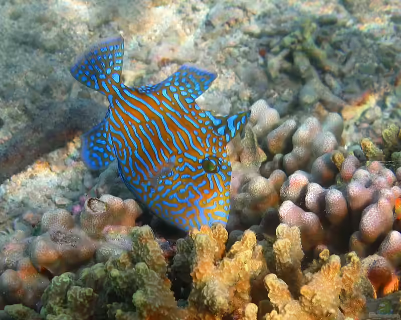Pseudobalistes fuscus im Aquarium halten (Einrichtungsbeispiele für Blaustreifen Drückerfisch)