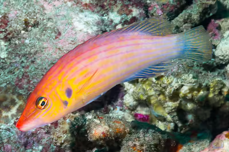 Pseudocheilinus dispilus im Aquarium halten (Einrichtungsbeispiele für Zweifleck-Réunion-Lippfisch)